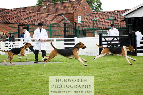 Hurworth Puppy Show 096