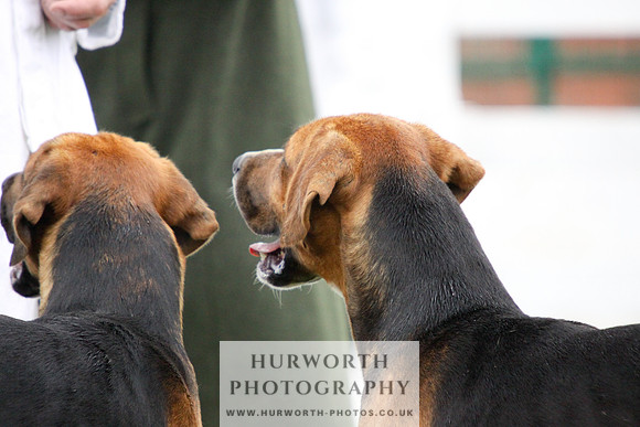Hurworth Puppy Show 099