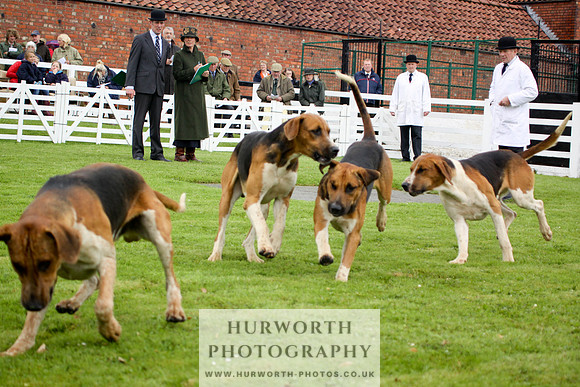 Hurworth Puppy Show 100