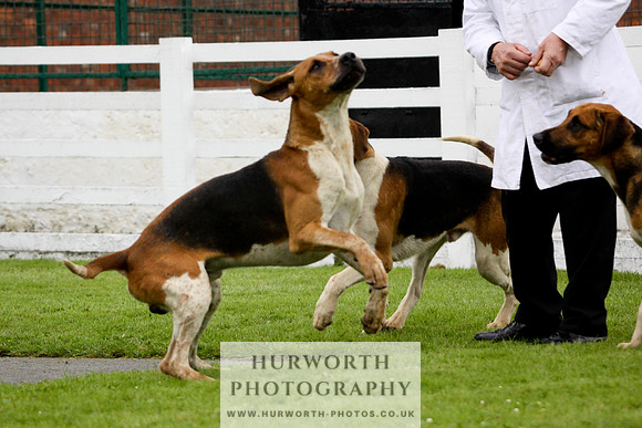Hurworth Puppy Show 101