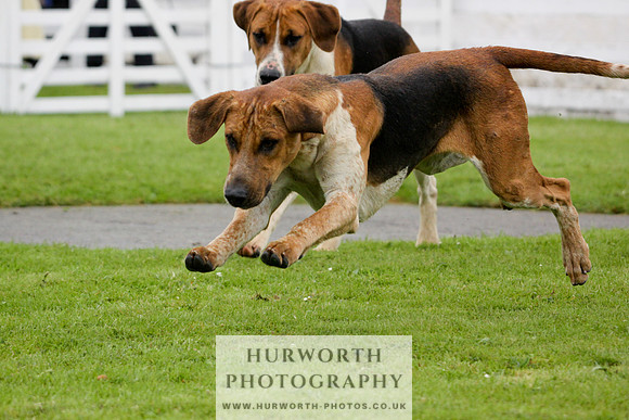 Hurworth Puppy Show 102