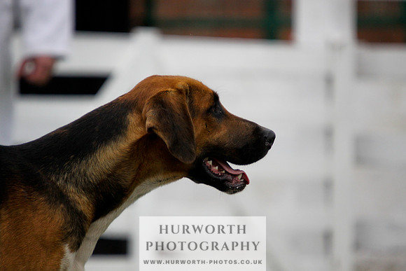 Hurworth Puppy Show 105