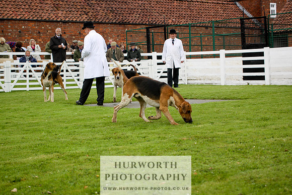 Hurworth Puppy Show 108