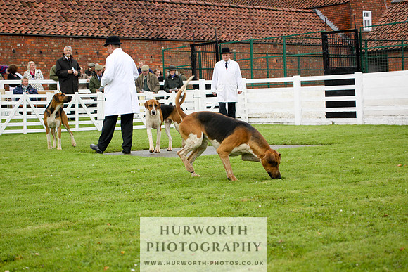 Hurworth Puppy Show 109