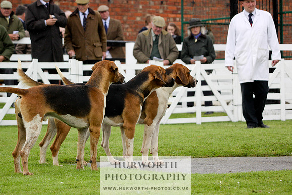 Hurworth Puppy Show 110