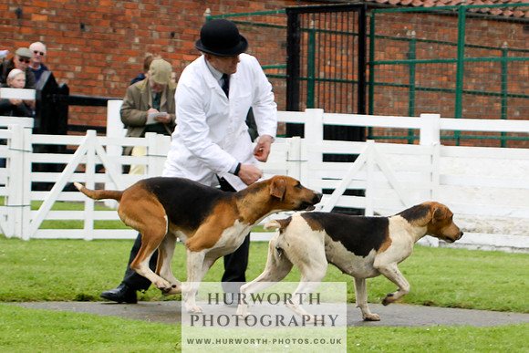 Hurworth Puppy Show 116