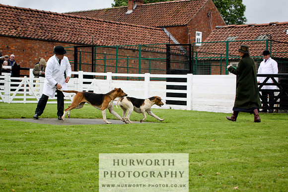 Hurworth Puppy Show 117