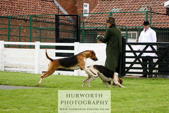 Hurworth Puppy Show 118