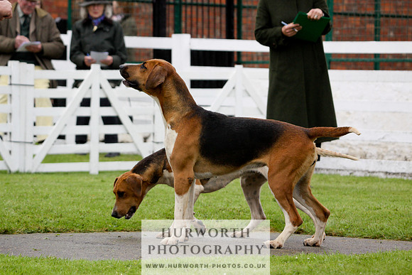 Hurworth Puppy Show 119