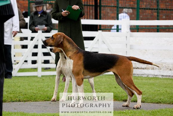 Hurworth Puppy Show 120