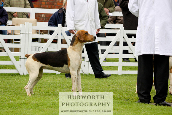 Hurworth Puppy Show 121