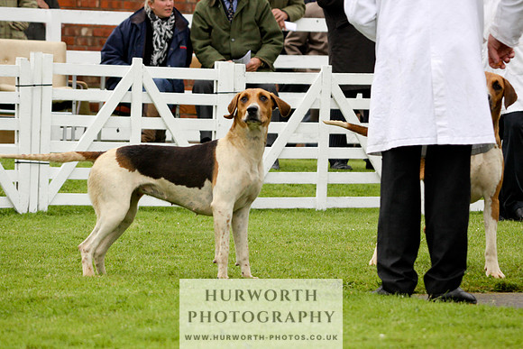 Hurworth Puppy Show 122