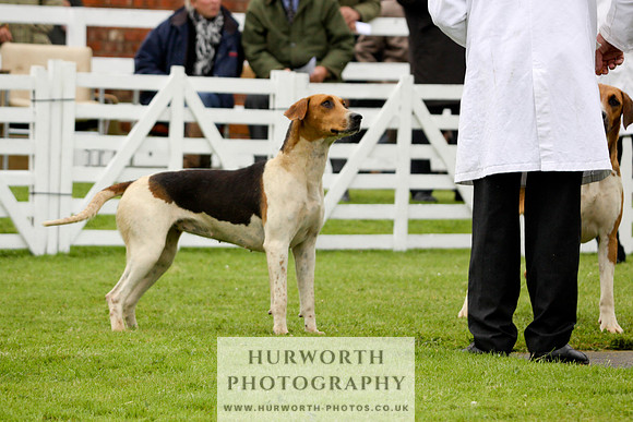 Hurworth Puppy Show 123