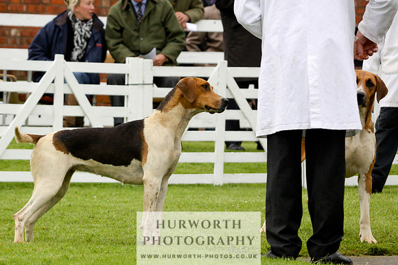 Hurworth Puppy Show 124