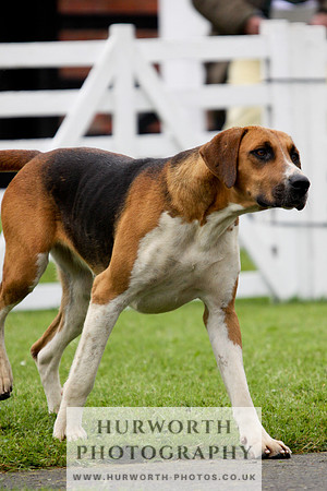 Hurworth Puppy Show 125
