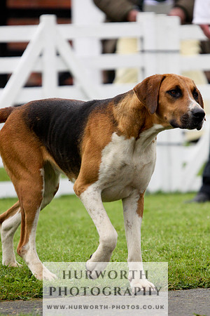 Hurworth Puppy Show 126