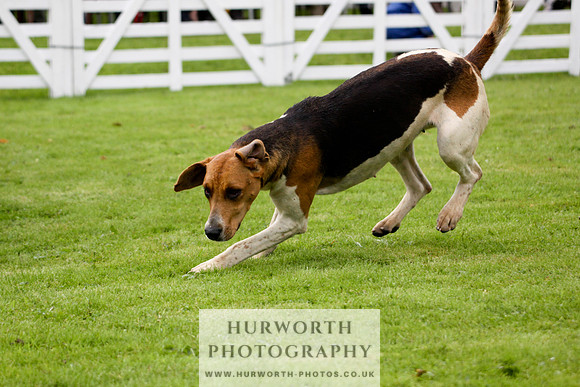 Hurworth Puppy Show 127