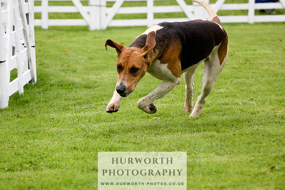 Hurworth Puppy Show 128