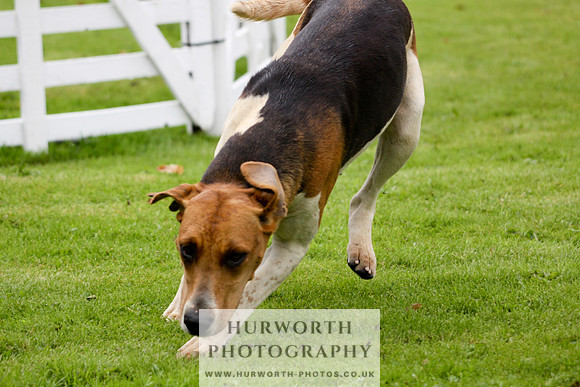 Hurworth Puppy Show 129
