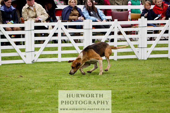 Hurworth Puppy Show 131