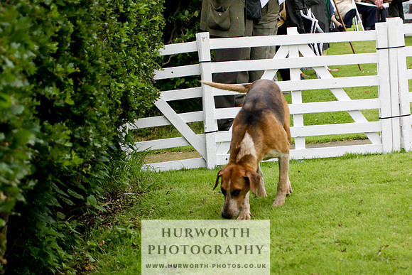 Hurworth Puppy Show 132