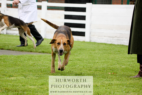 Hurworth Puppy Show 133