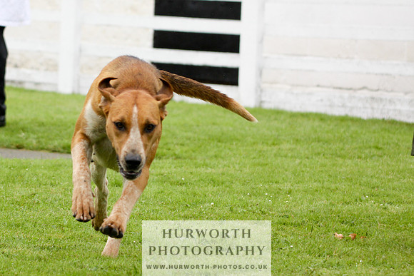 Hurworth Puppy Show 134