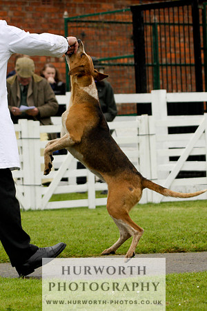 Hurworth Puppy Show 135