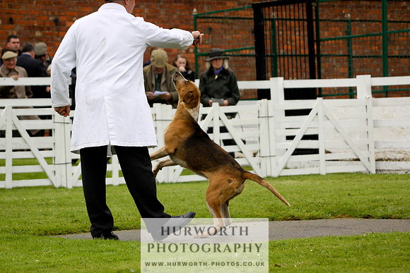Hurworth Puppy Show 136