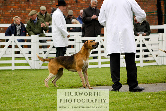 Hurworth Puppy Show 137