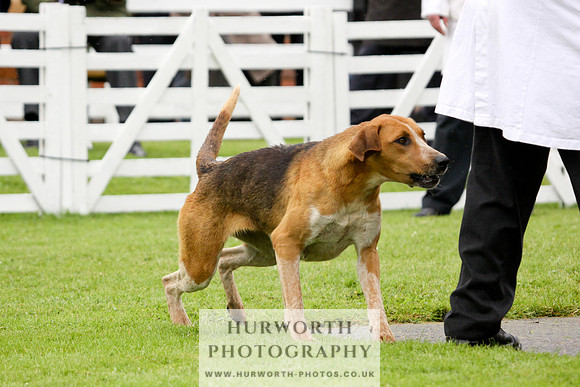 Hurworth Puppy Show 138