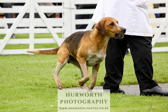 Hurworth Puppy Show 139