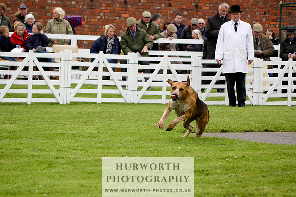 Hurworth Puppy Show 140