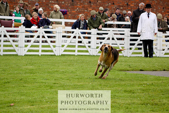 Hurworth Puppy Show 141