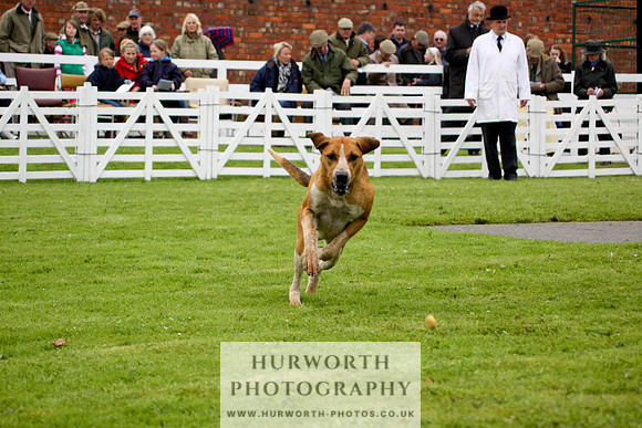 Hurworth Puppy Show 142
