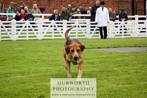Hurworth Puppy Show 143