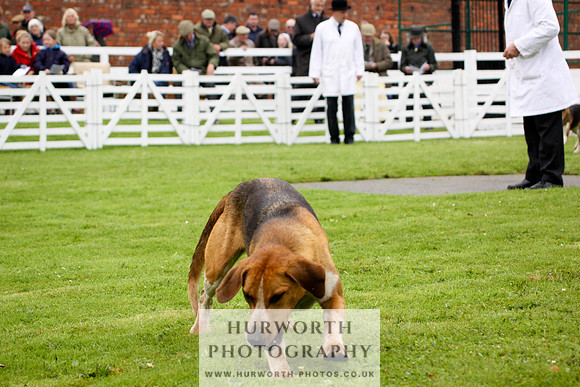 Hurworth Puppy Show 144