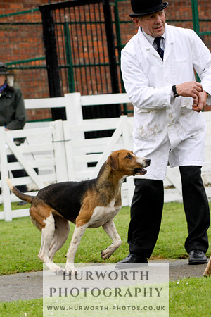 Hurworth Puppy Show 145