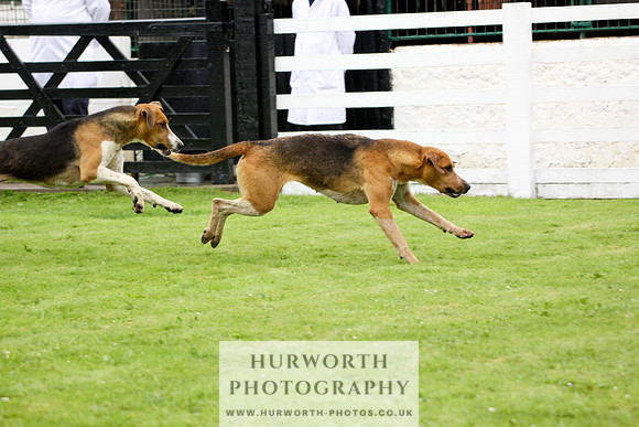 Hurworth Puppy Show 146