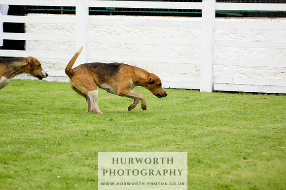 Hurworth Puppy Show 147
