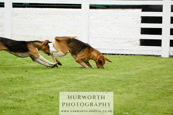 Hurworth Puppy Show 148