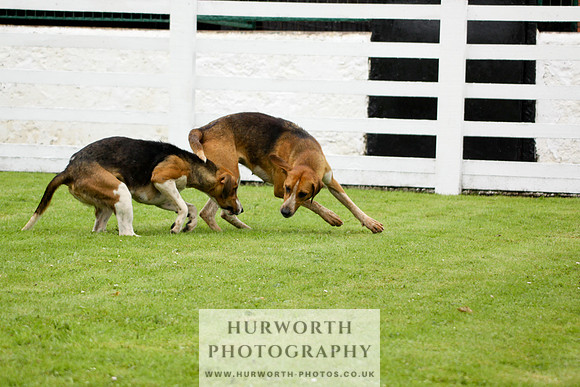 Hurworth Puppy Show 149