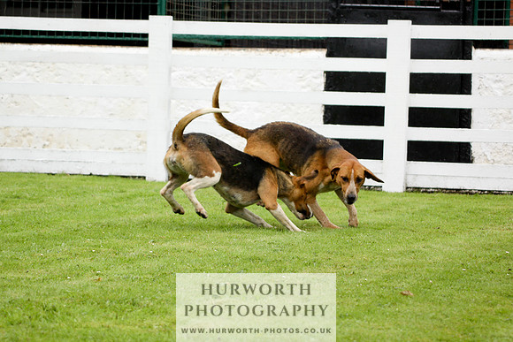 Hurworth Puppy Show 150