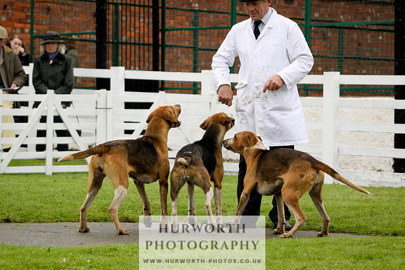 Hurworth Puppy Show 152