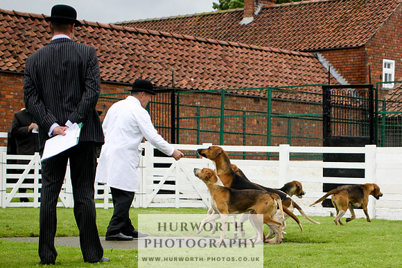 Hurworth Puppy Show 153