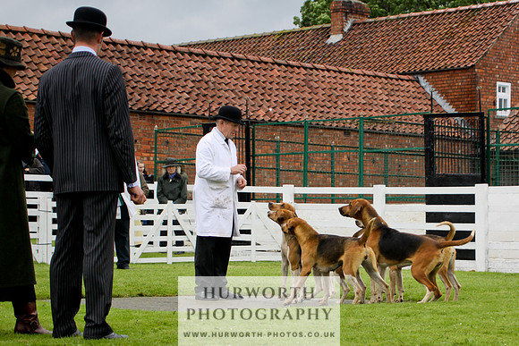 Hurworth Puppy Show 154