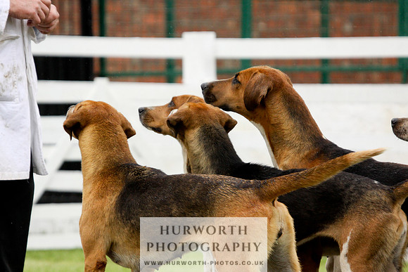 Hurworth Puppy Show 155