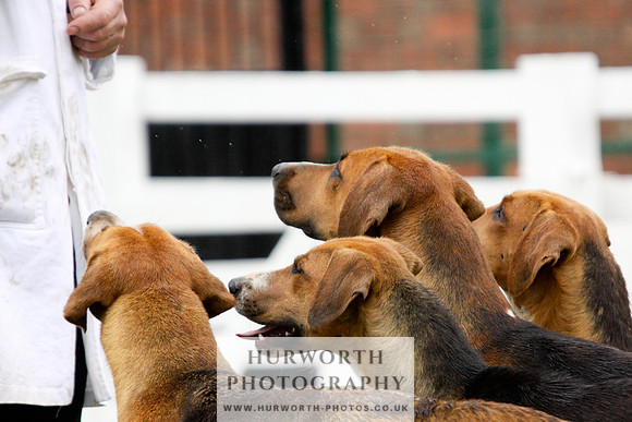 Hurworth Puppy Show 156