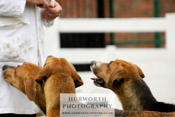 Hurworth Puppy Show 159
