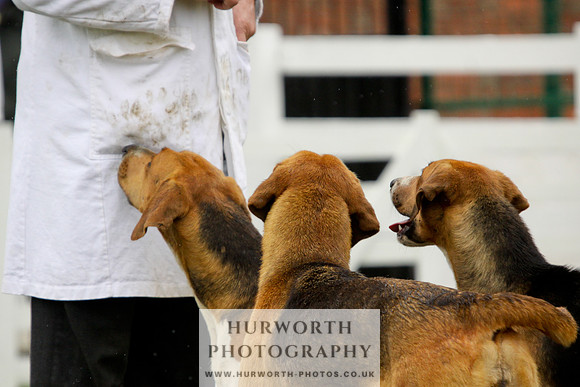 Hurworth Puppy Show 161